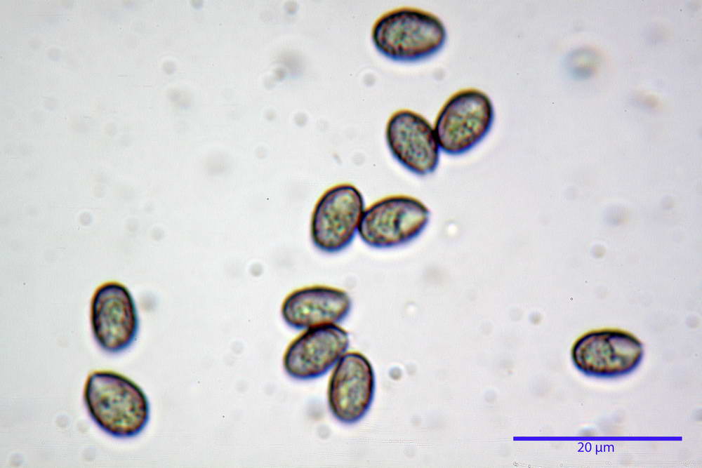Melanoleuca polito-inaequalipes 4959 49.jpg
