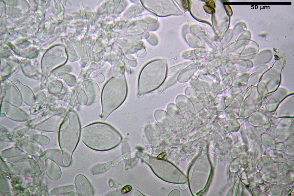Inocybe phaeodisca var geophylloides 5226 18.jpg