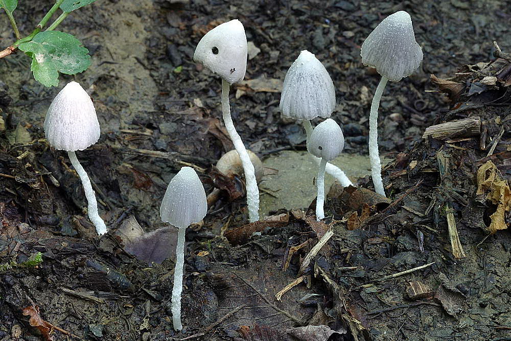 coprinopsis 02.jpg