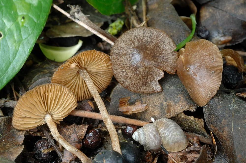 conocybe panaeoloides.jpg