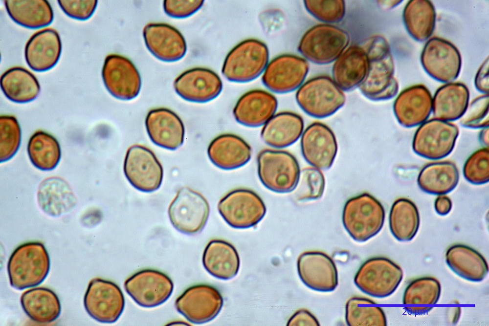 conocybe antipus 4921 22.jpg