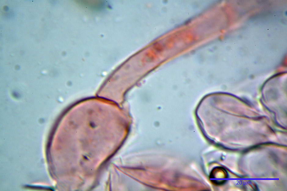 psathyrella 15.jpg