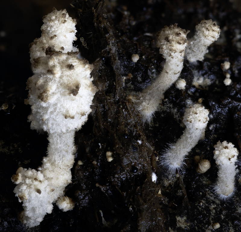 Coprinopsis 05.jpg