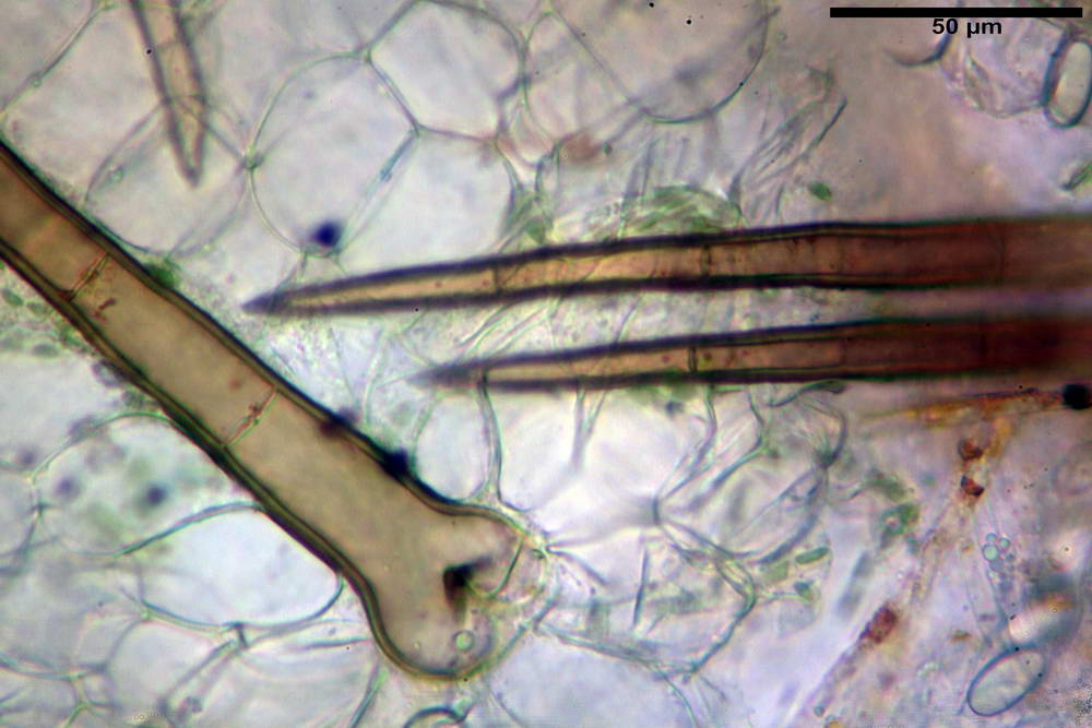 cheilimenia stercorea 4900 25.jpg