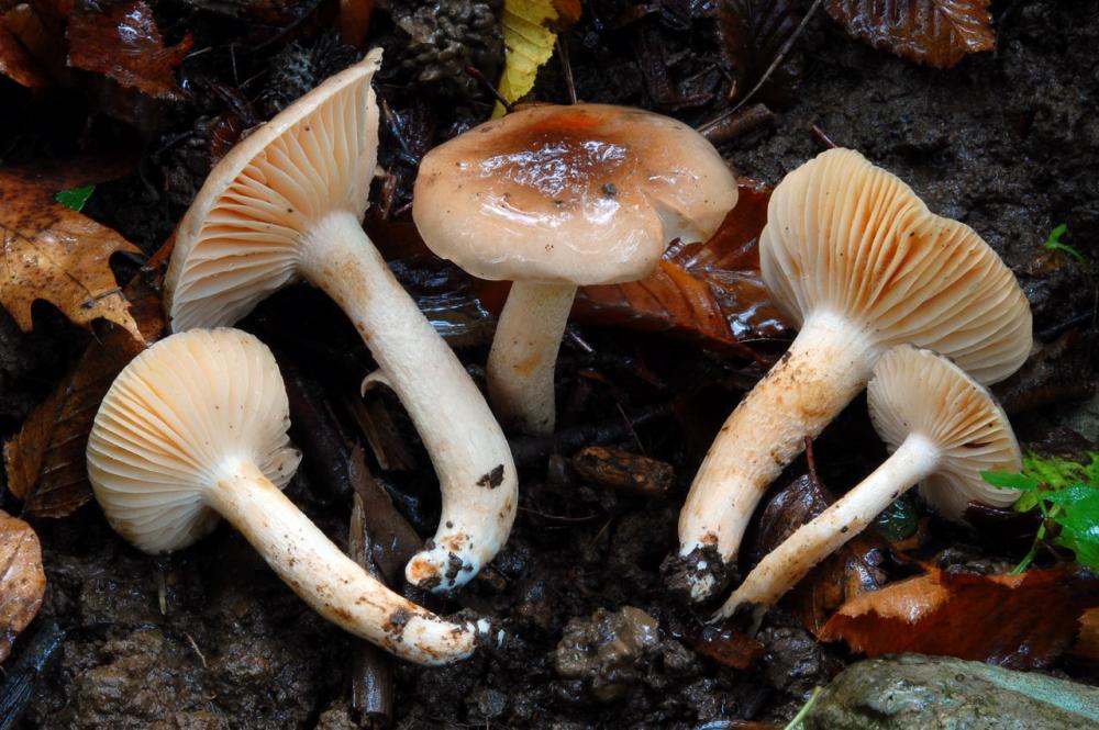 Hygrophorus lindtneri 6576_1.JPG