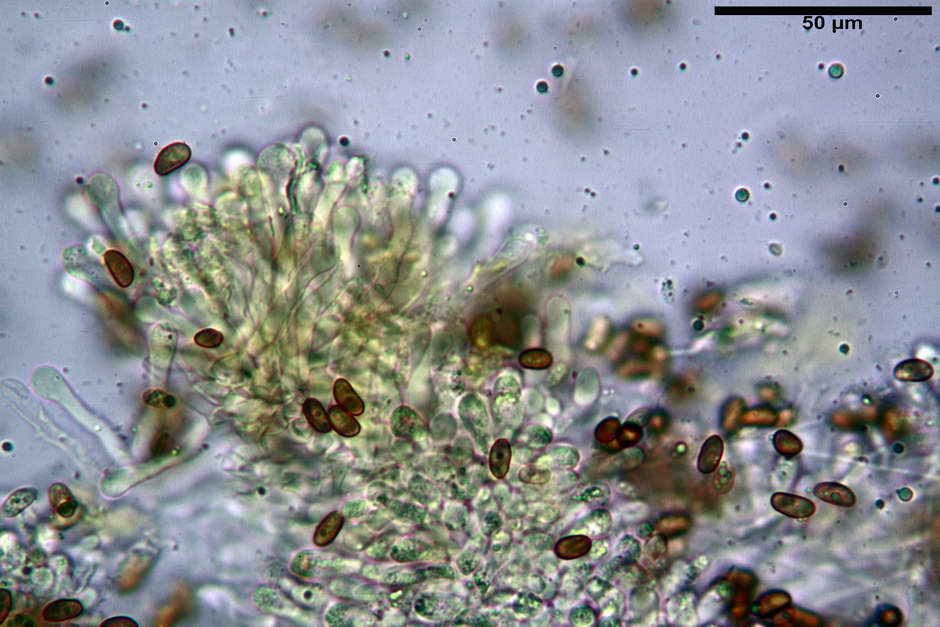 pholiota tuberculosa 4736 25.jpg