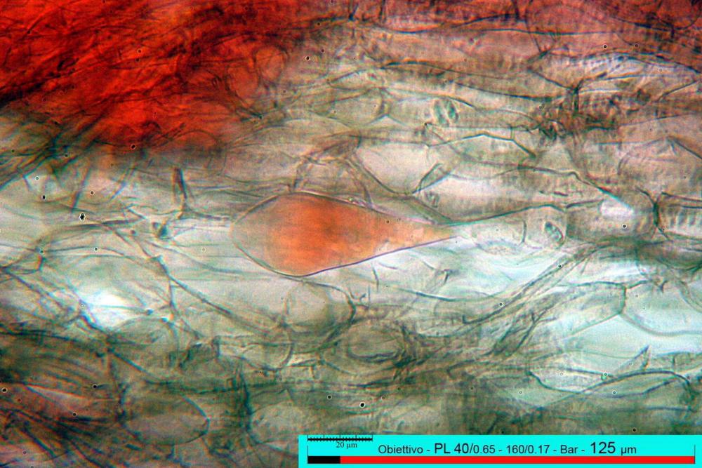 macrocystidia cucumis subpellis.jpg