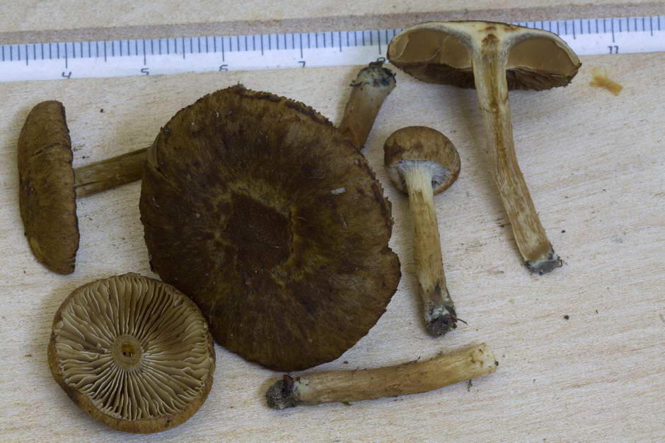 inocybe dulcamara fo peronata 4847 07.jpg