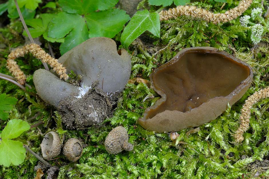 peziza badioides 4670 02.jpg