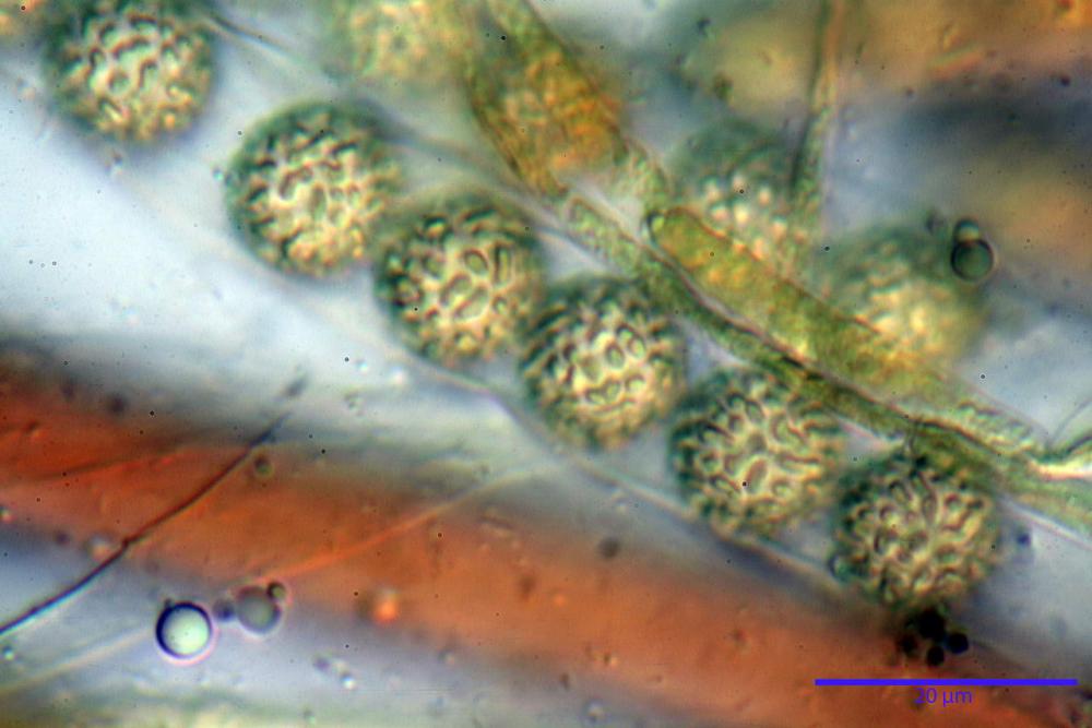 Plicaria trachycarpa 6920 34.jpg