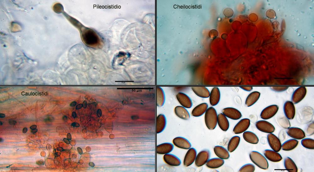 Conocybe juniana va  sordescens 03_ridimensiona.jpg