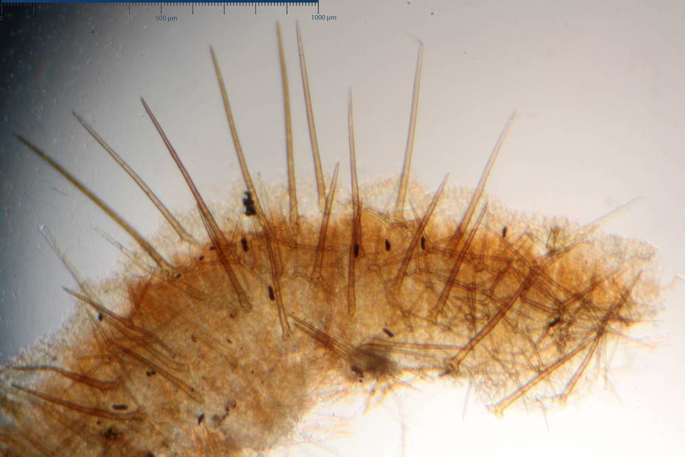 cheilimenia stercorea 4900 10.jpg