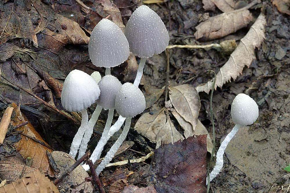 coprinopsis 01.jpg