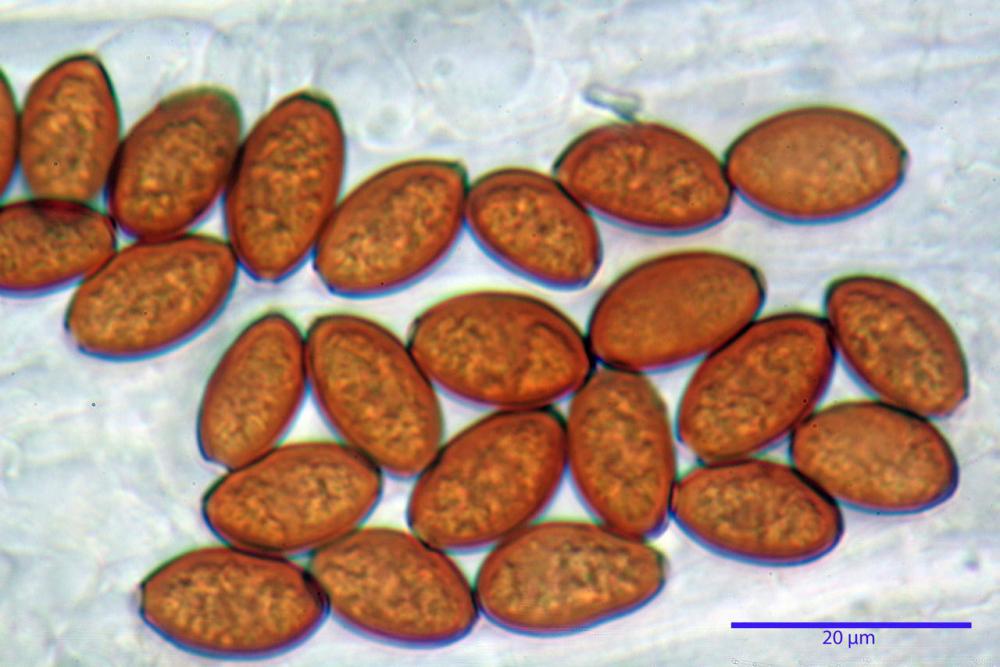 conocybe siliginea spore KOH.jpg