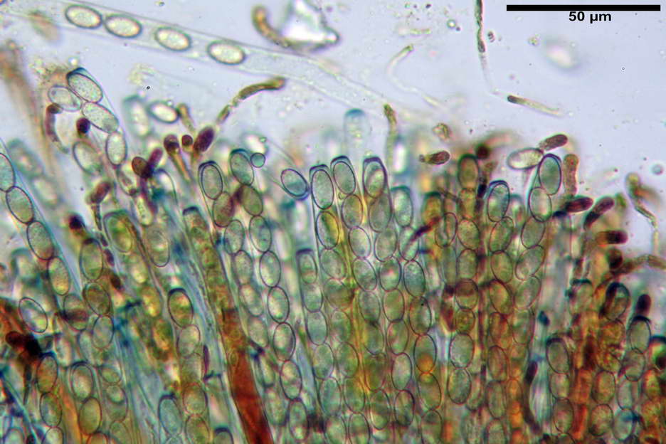 peziza subviolacea 4827 20.jpg