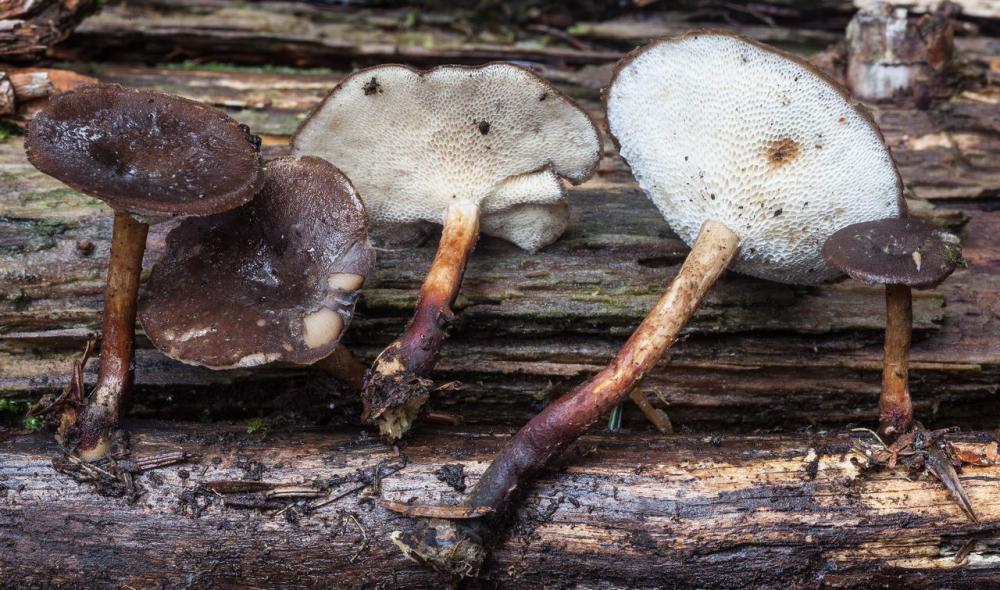 Polyporus brumalis 04.jpg