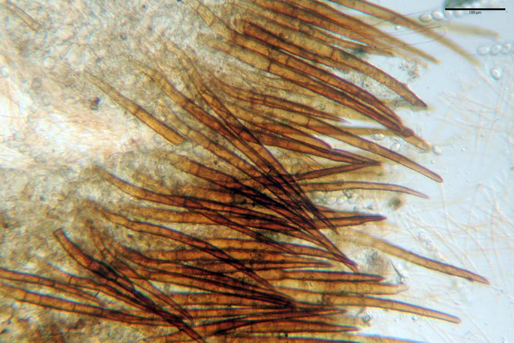 scutellinia superba 5075 22.jpg