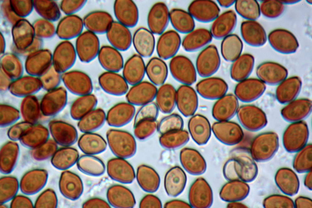 conocybe antipus 4921 24.jpg