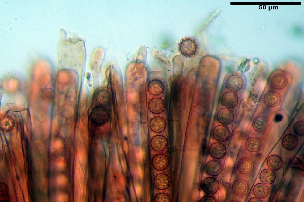 Plicaria trachycarpa 6920 23.jpg