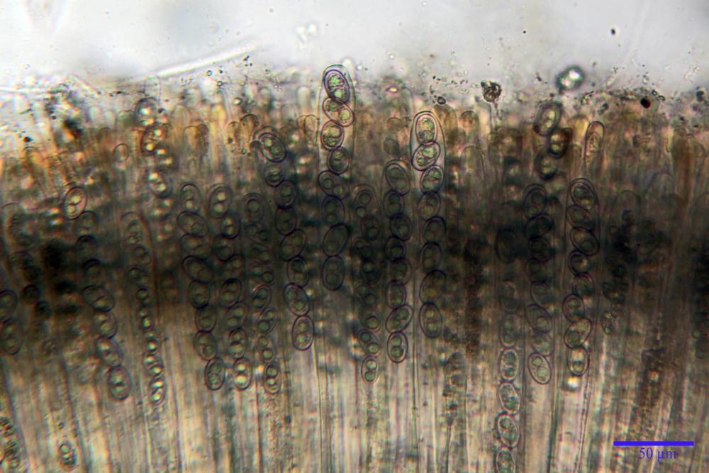 adelphella babingtonii 05.jpg