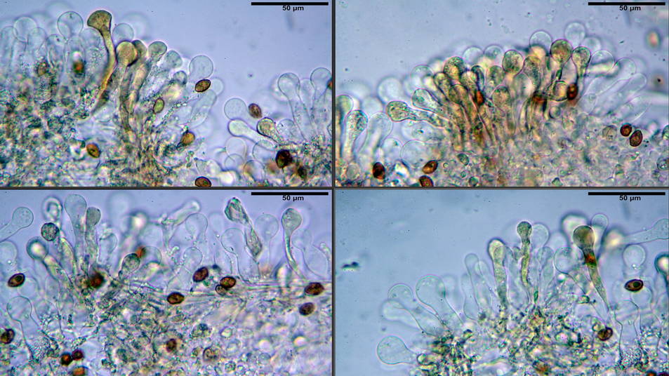 Galerina pruinatipes 04.jpg