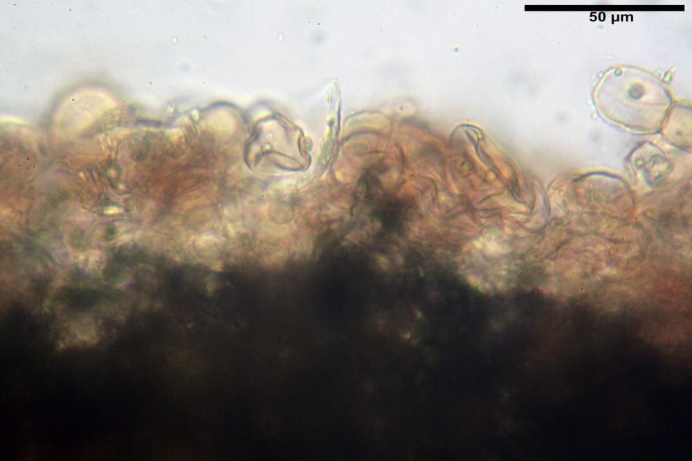 Cystodermella cinnabarina 11.JPG