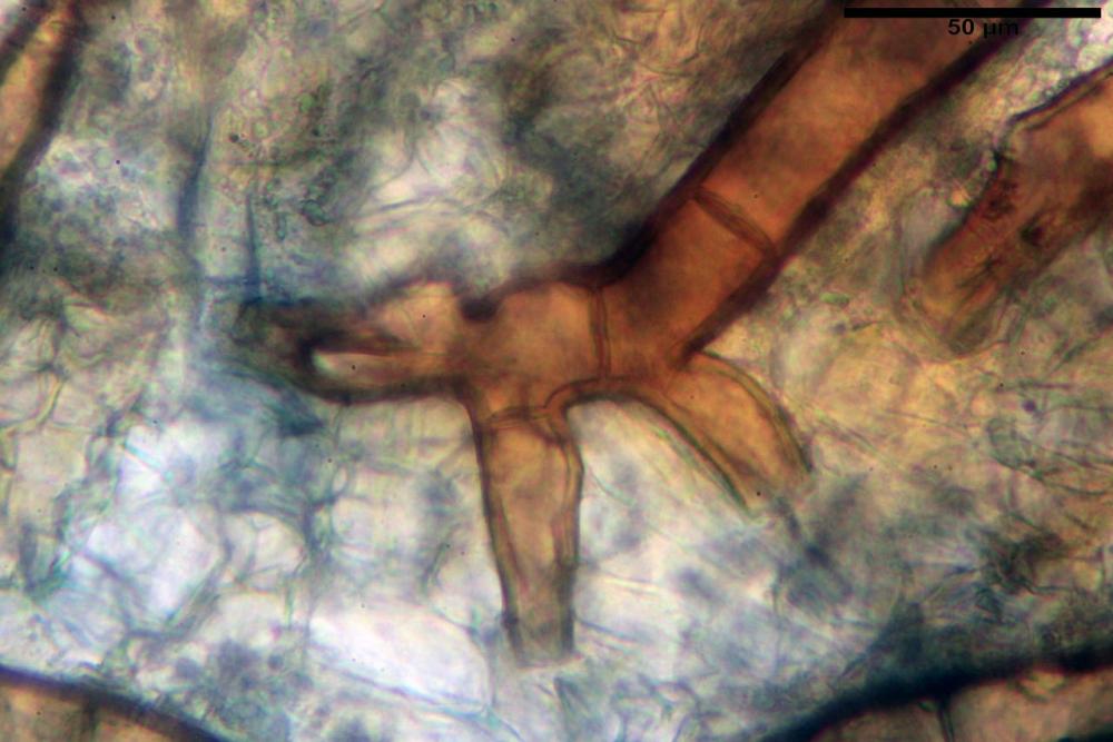 Scutellinia subhirtella 7482 19.jpg