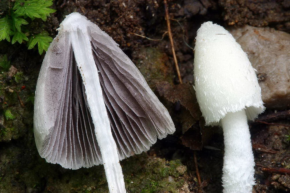 coprinopsis 03.jpg