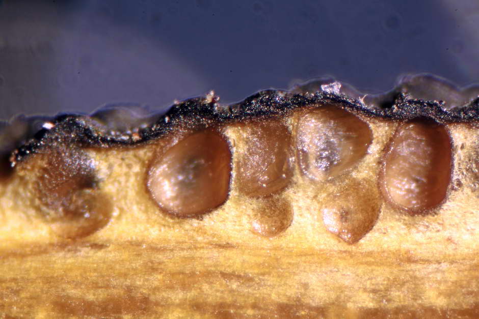 elaphocordyceps ophioglossoides 4709 10.jpg