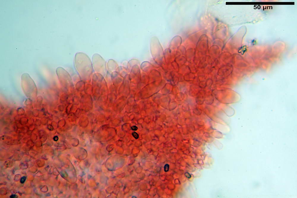 psathyrella hydrophila 18.jpg