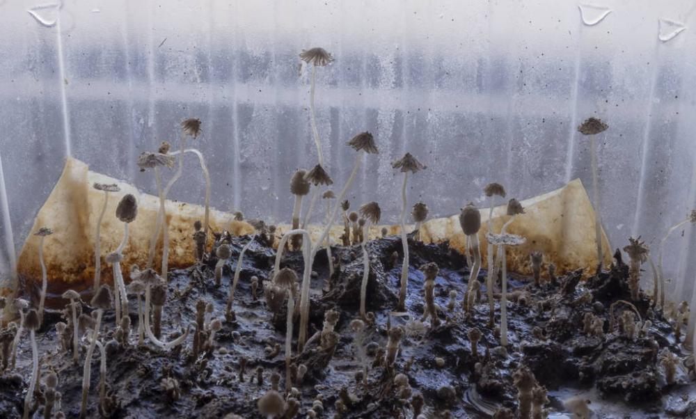 Coprinopsis 7.jpg