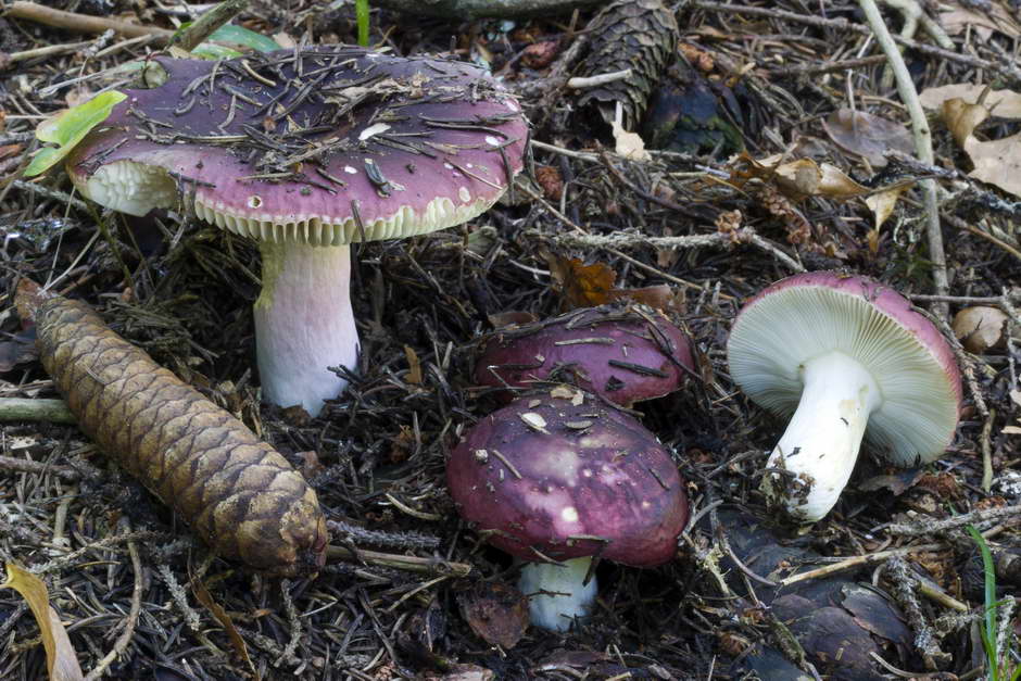 russula 01.jpg