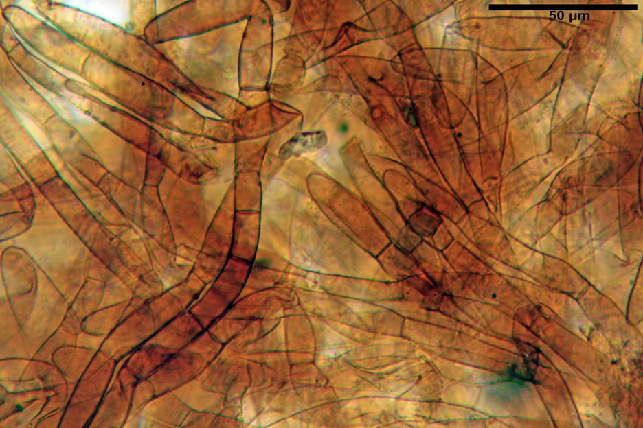 Coprinellus 51.jpg