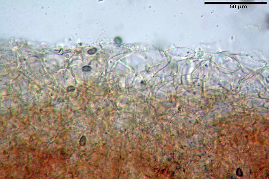 Psathyrella 08.jpg