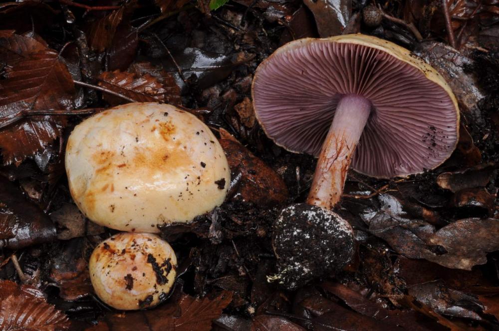 Cortinarius violaceipes 7411 04.JPG