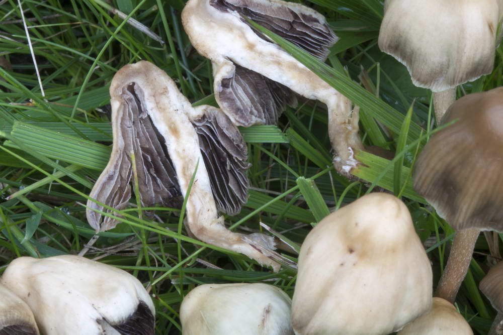 psilocybe semilanceata 4872 06.jpg