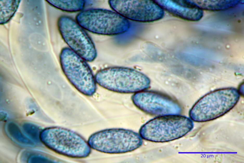 peziza badioides 4670 75.jpg