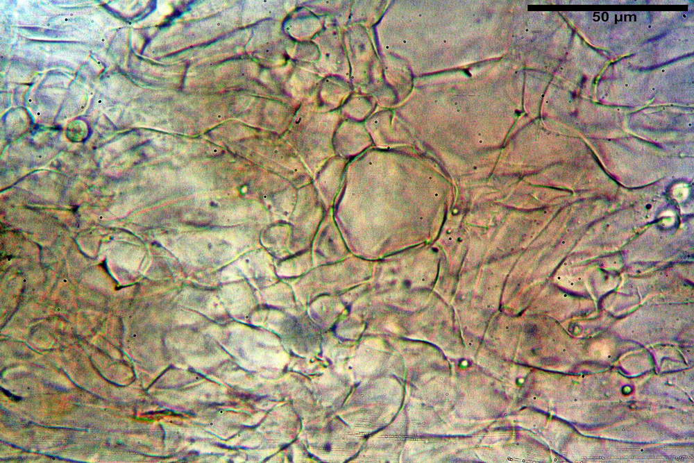 plicaria endocarpoides 5034 21.jpg