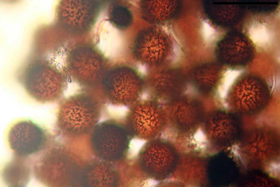 elaphomyces granulatus 4710 15.jpg