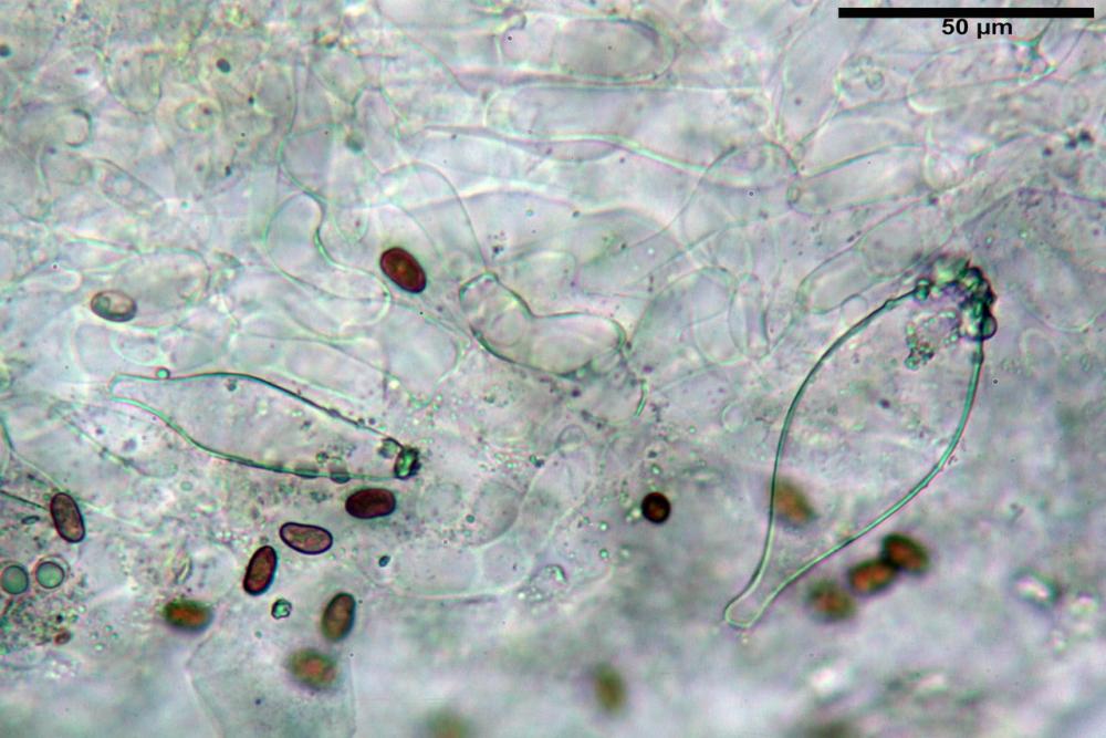 Psathyrella olympiana 37.jpg