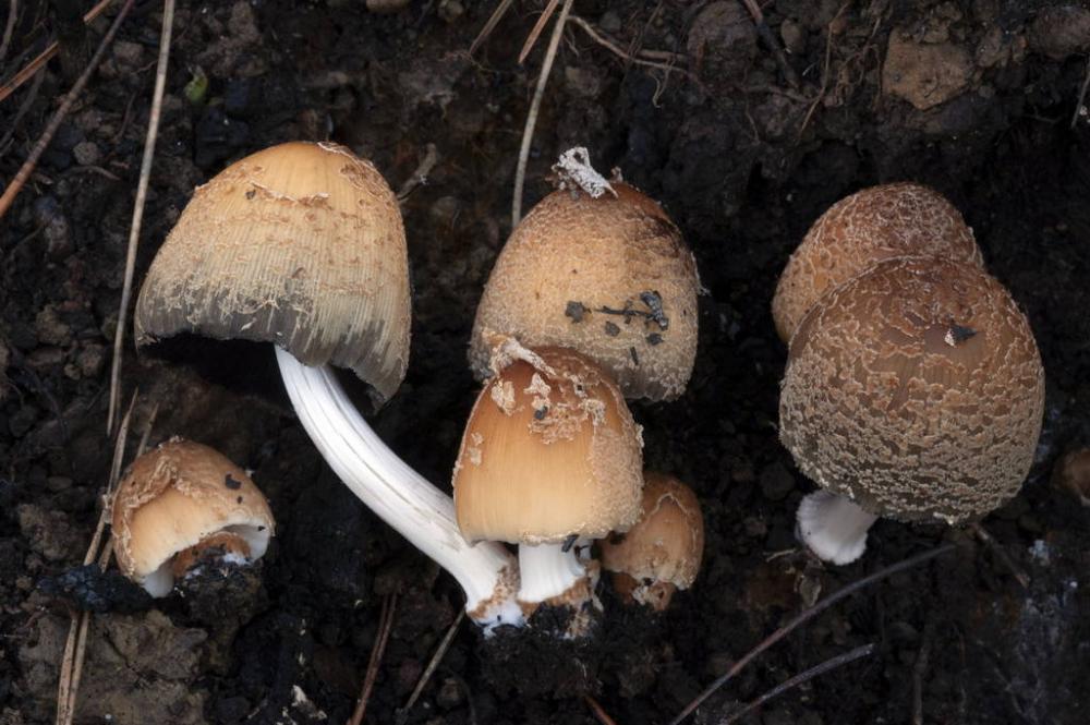 Coprinellus bipellis 14.1.2023 Osp  copia.jpg