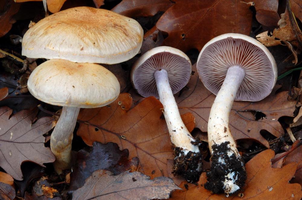 Cortinarius lebretonii 6583_5.JPG