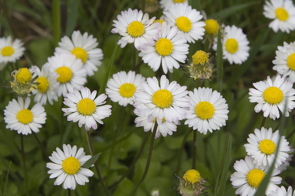 Bellis perennis.jpg