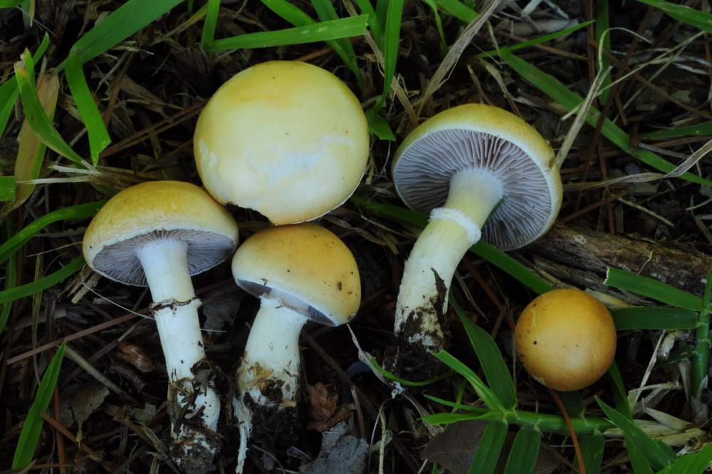 Stropharia coronilla 01.jpg