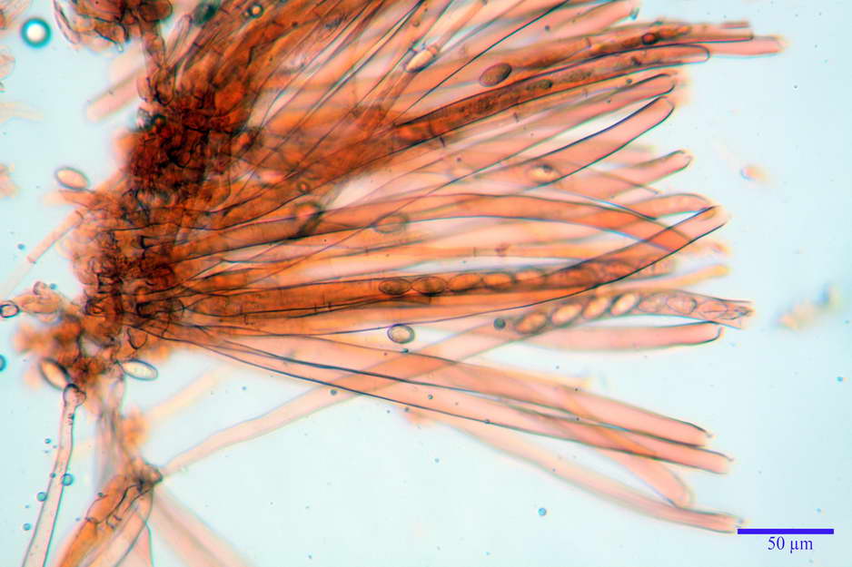 peziza badioides 4670 27.jpg