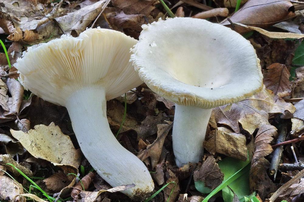 russula pseudoaeruginea 01.jpg