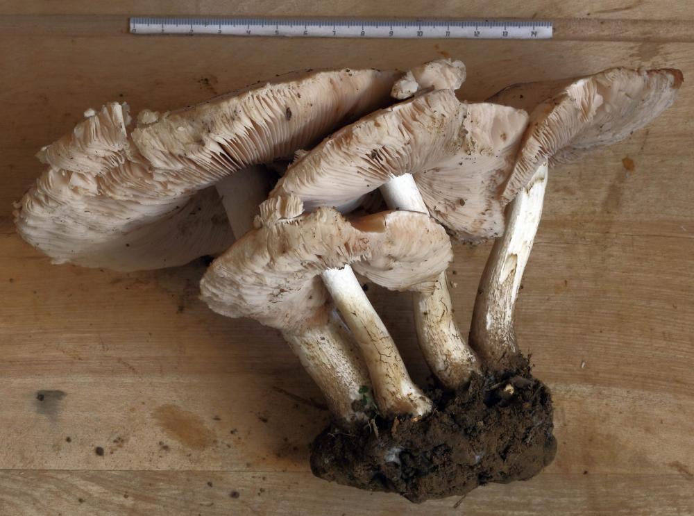 pluteus sandalioticus 02 .jpg