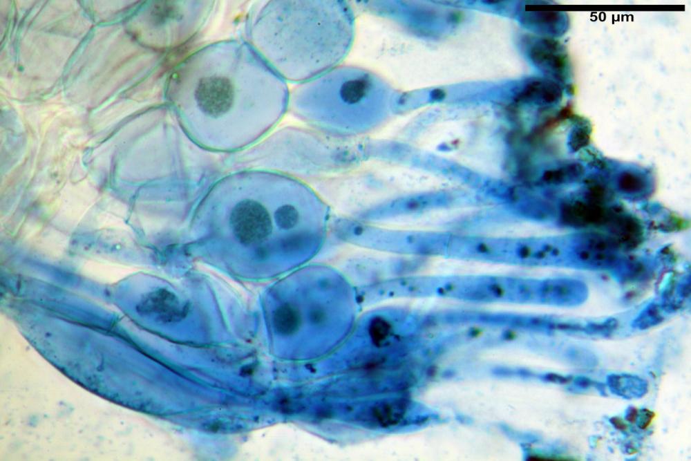 adelphella babingtonii 14.jpg