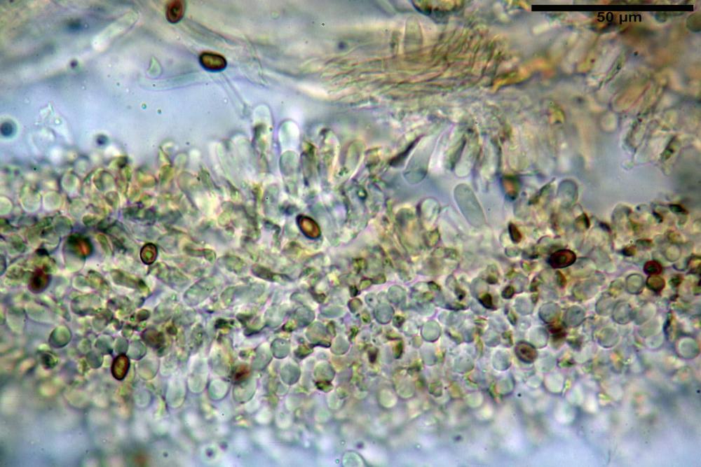 Pholiota limonella 6121 07.JPG