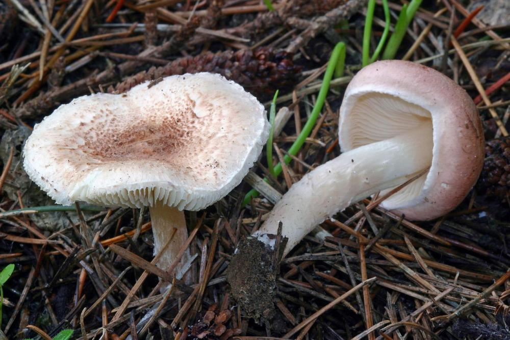 lepiota subincarnata 2942 01.jpg